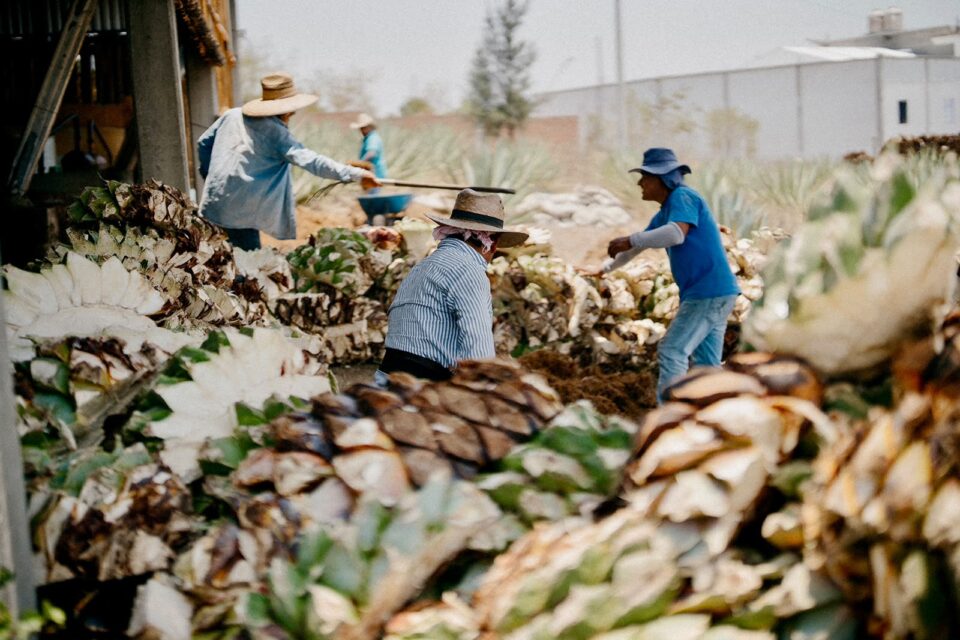 Mezcal Ocotito